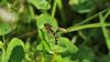 Sphaerophoria scripta